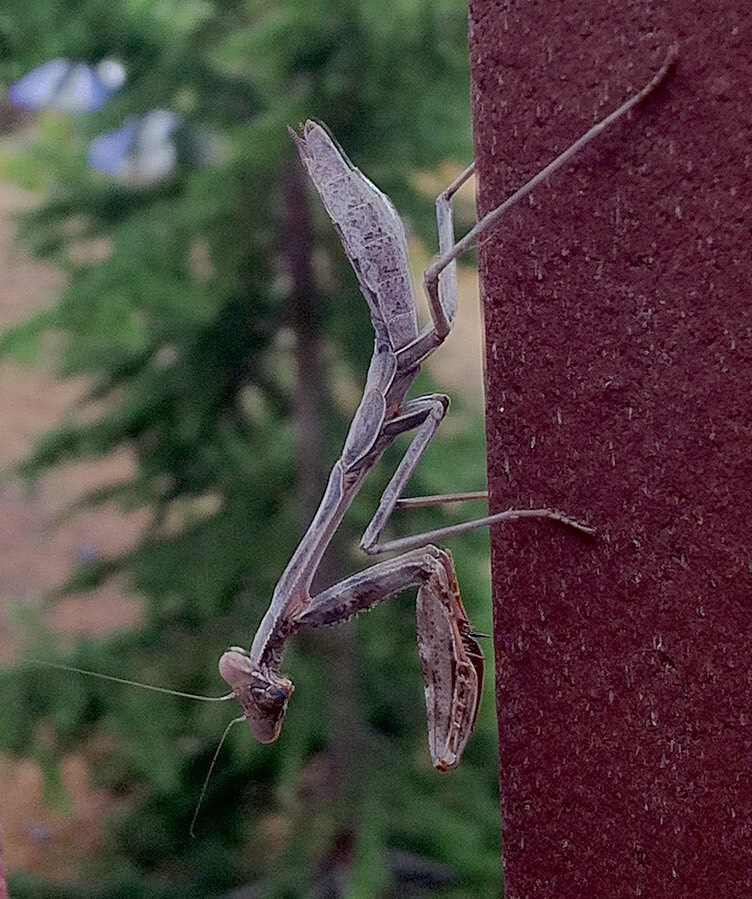 Praying Mantis